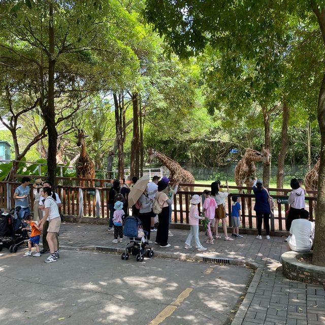 中國深圳｜野生動物園親親長頸鹿🦒小香豬🐷