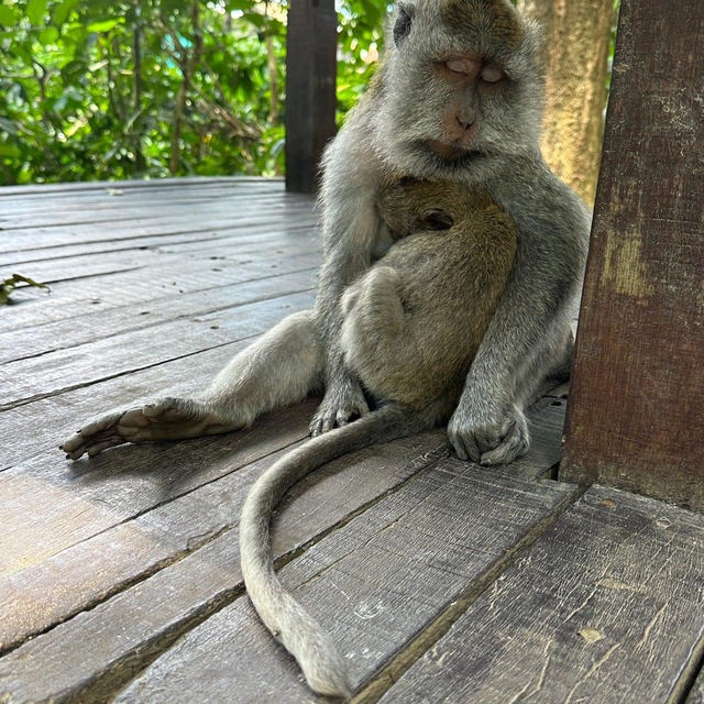 峇里島聖猴森林公園