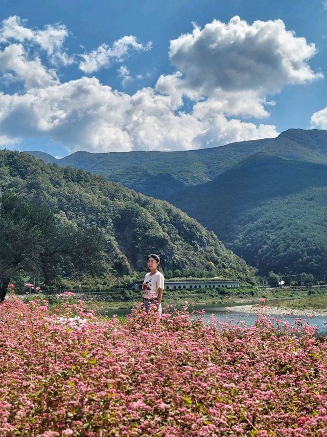 영월의 동강따라 가을 꽃놀이 즐기기🏞🌸