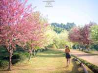 หนาวนี้...ไร่ชา 2000 ดอยอ่างขาง