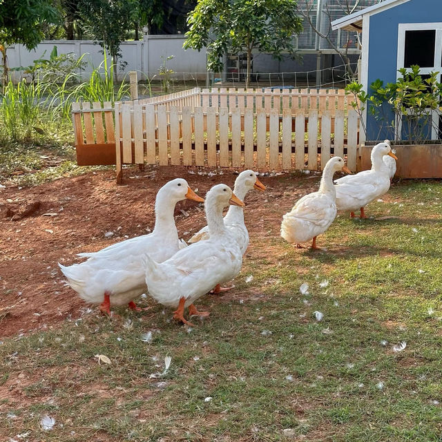 Bucolic ฟาร์มคาเฟ่เขาใหญ่