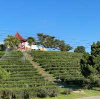 Choui Fong: Thai Tea Haven