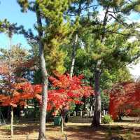 廣隆寺：京都最古老佛寺，歷史文化之旅