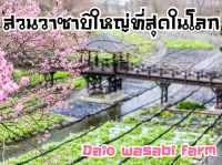 สวนวาซาบิใหญ่ที่สุดในโลก จ.นากาโนะ