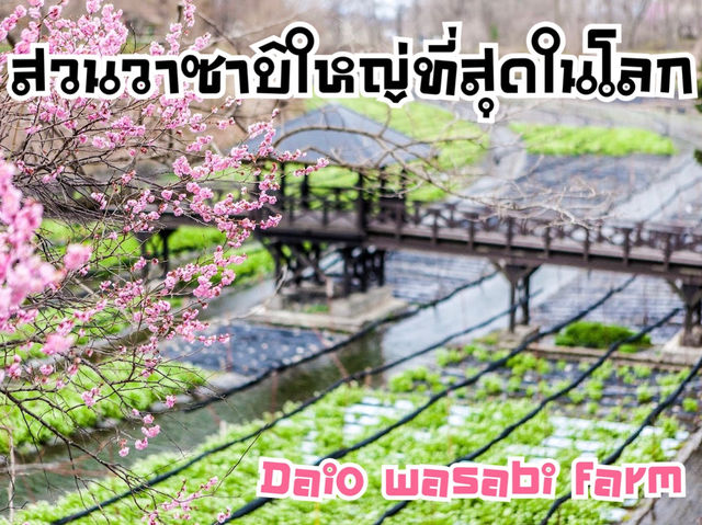 สวนวาซาบิใหญ่ที่สุดในโลก จ.นากาโนะ