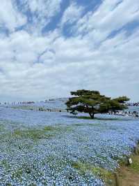 世界中で大人気！茨城のネモフィラ畑人混みを避ける裏技