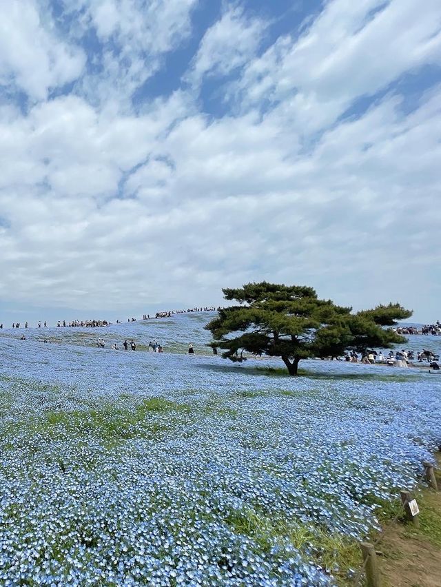 世界中で大人気！茨城のネモフィラ畑人混みを避ける裏技