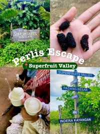 The Largest Superfruit Farm in Malaysia!