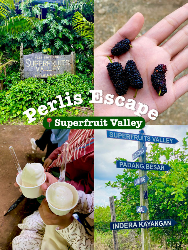 The Largest Superfruit Farm in Malaysia!