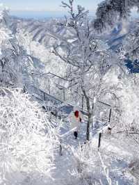 새하얀 눈꽃의 천국 발왕산 상고대❄️