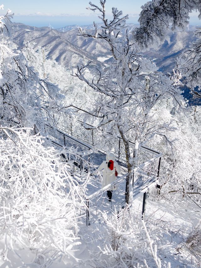 새하얀 눈꽃의 천국 발왕산 상고대❄️