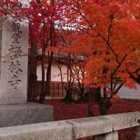 Autumn leaves in 禅林寺/Zenrin-ji temple