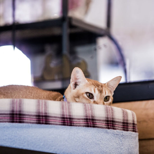 Purrfect Day at The Cat Cafe SG