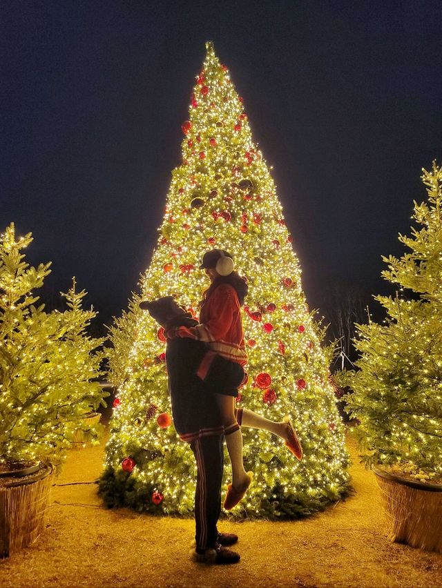크리스마스 경주 트리맛집으로 핫했던 라한셀렉트경주🎄