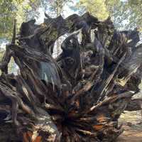 【2024】Sequoia National Park：紅杉國家公園，自然景觀，拍照好去處