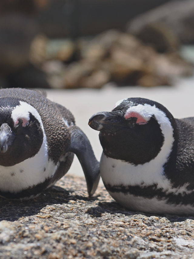 Boulders Beach : Simon's Town หาดแพนกวิ้น