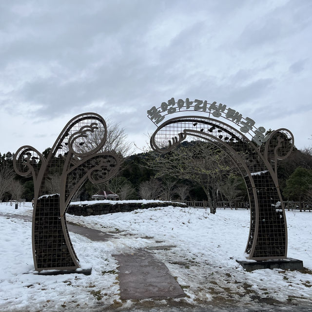 비현실적인 겨울여행지 제주 물영아리오름 