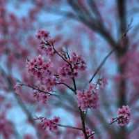 ไปหมู่บ้านสีชมพู ดูซากุระเมืองไทย 🌸