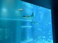 Kaiyukan พิพิธภัณฑ์สัตว์น้ำกลางเมืองโอซาก้า 🐋
