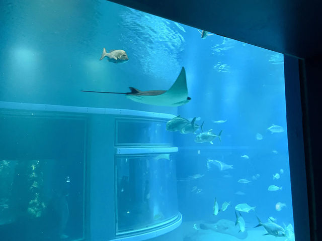 Kaiyukan พิพิธภัณฑ์สัตว์น้ำกลางเมืองโอซาก้า 🐋
