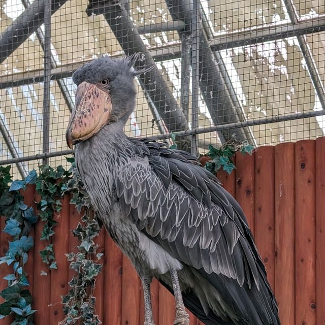 掛川花鳥園に行きました