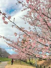 【埼玉】絶景!!桜トンネルをお散歩🤍今なら菜の花＆梅のトリプルお花見も🌸ヤギさんもいるよ🐐 