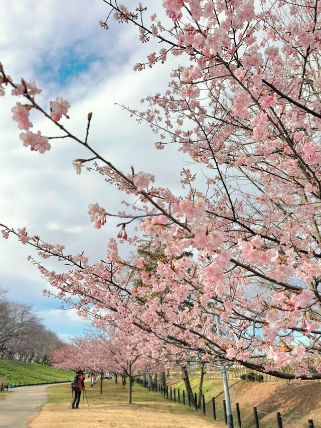 【埼玉】絶景!!桜トンネルをお散歩🤍今なら菜の花＆梅のトリプルお花見も🌸ヤギさんもいるよ🐐 