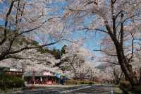 【都ホテル 岐阜長良川】ホテルスタッフおすすめ観光コース 「ぎふ旅巡り」vol.1『山県市近郊　春・満喫コース』