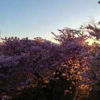 高台から見下ろす、富士山と桜のコンビネーション