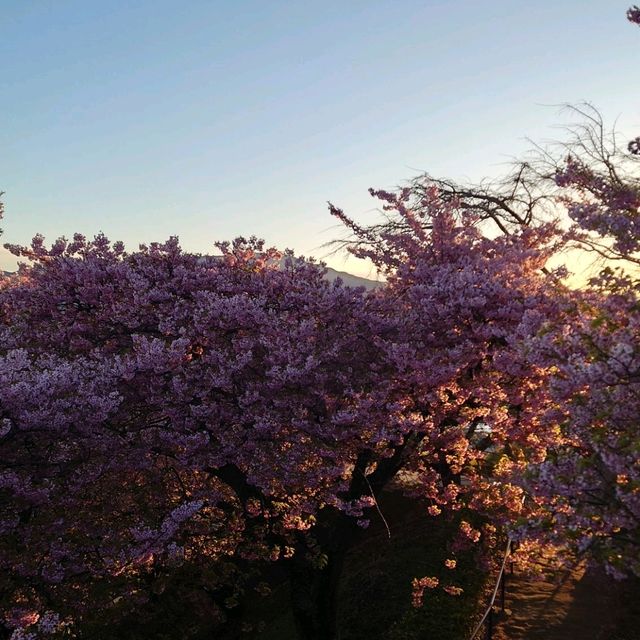 高台から見下ろす、富士山と桜のコンビネーション