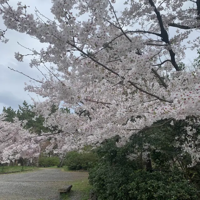 円山公園の桜🌸