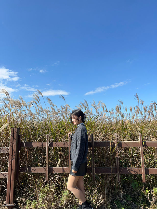 제주의 가을 억새명소🏞️ 산굼부리