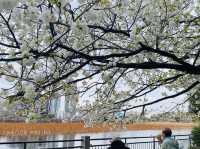 UENO PARK ในวันที่ซากุระบาน🌸