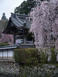 【奈良×桜】降り注ぐような樹齢300年しだれ桜が2本存在する穴場の桜スポット🌸