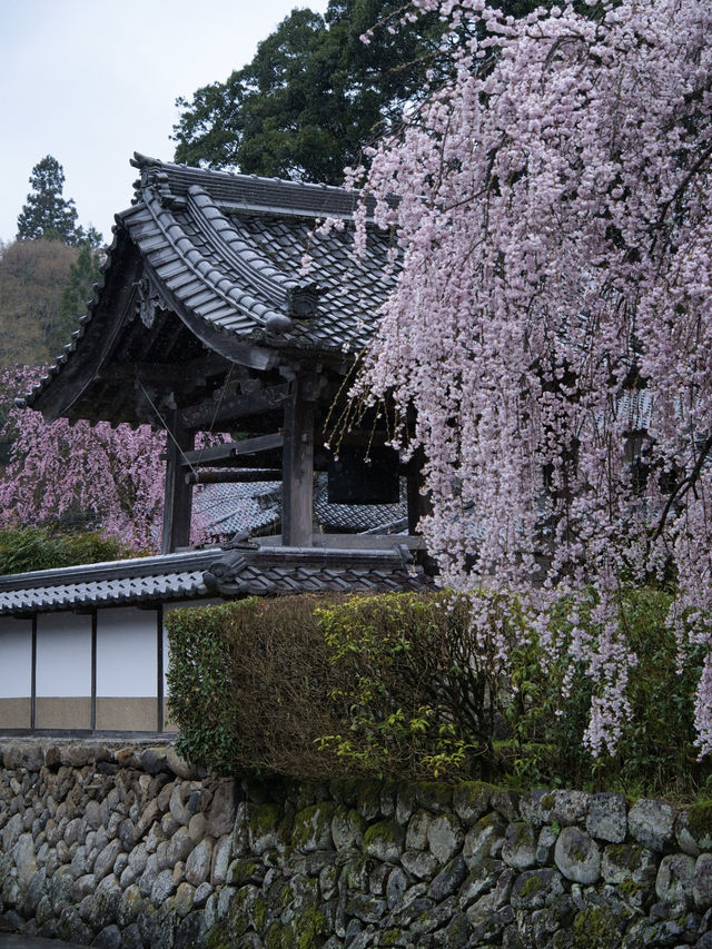 【奈良×桜】降り注ぐような樹齢300年しだれ桜が2本存在する穴場の桜スポット🌸