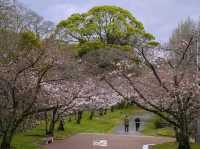ชมพูหวานแหว่ว ที่สวน Maizuru ฟูกุโอกะ ญี่ปุ่น