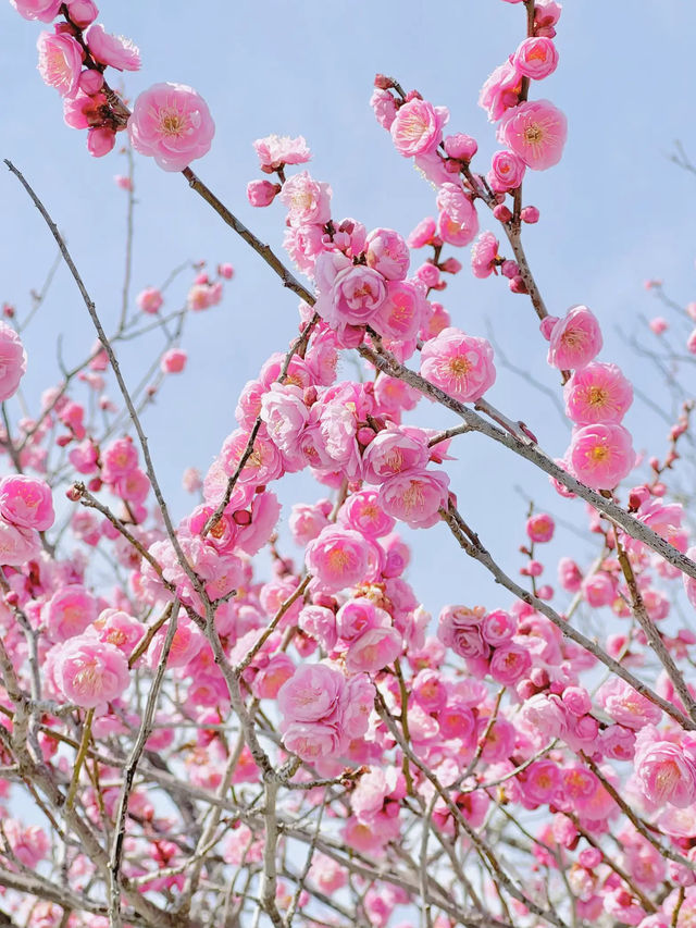 【岩国】春はのんびり気持ちいい吉香公園へ🌸