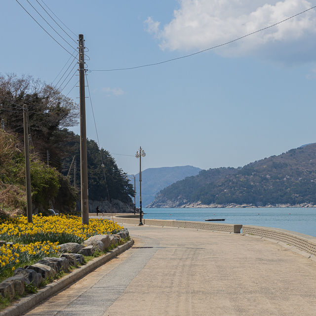 거제도 수선화명소 구조라 해수욕장
