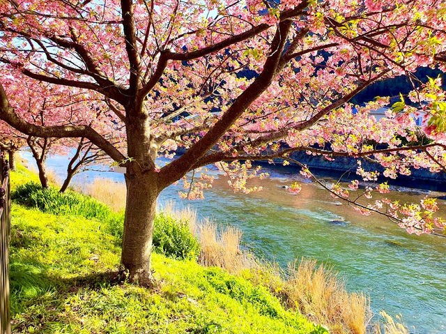 Kawazu Sakura, Shizuoka