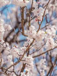 Seoul Forest Park หนึ่งในจุดชมพ็อตกตที่สวยสุดในโซล