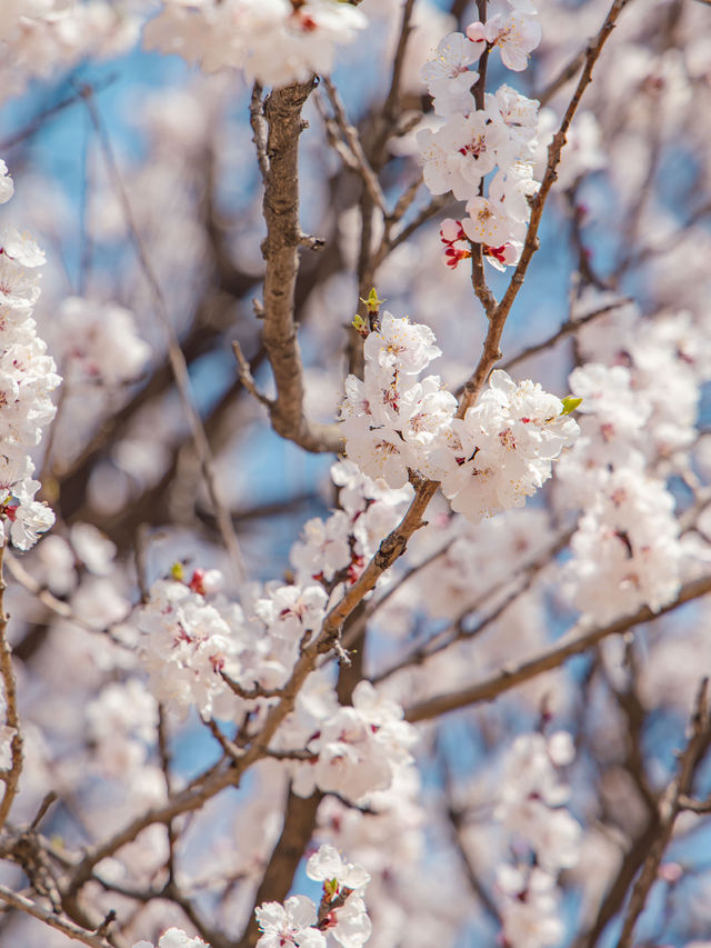 Seoul Forest Park หนึ่งในจุดชมพ็อตกตที่สวยสุดในโซล