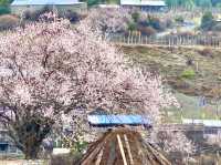 Blossoms painted the ethereal scenery.