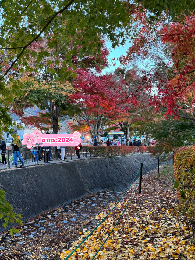 Momiji corridor อุโมงค์ใบเมเปิ้ล