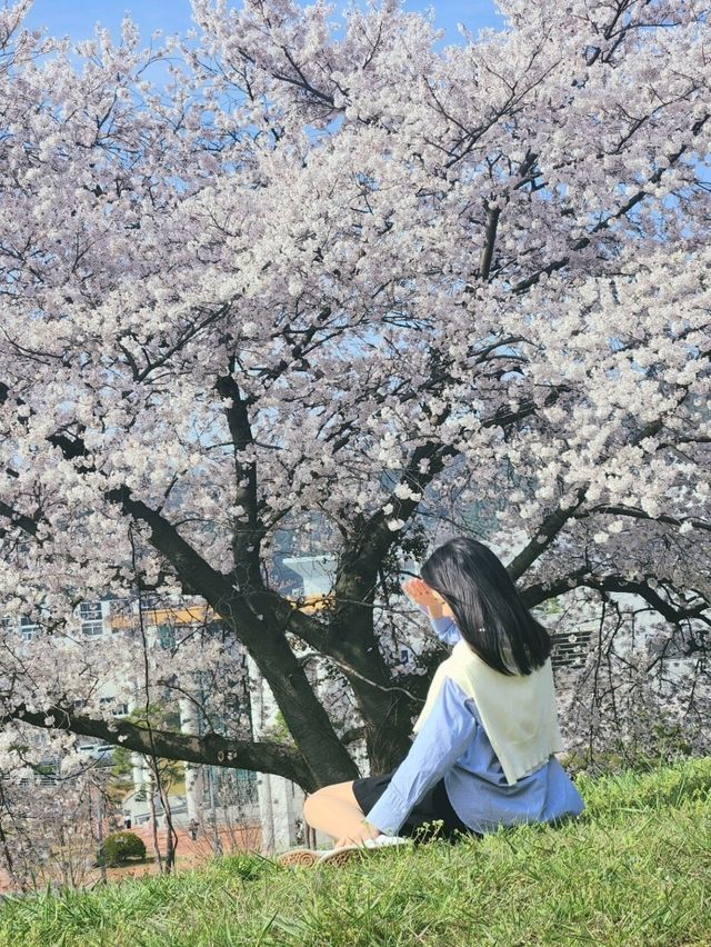 분홍분홍한 벚꽃과 한국스러운 성곽의 조합이 아름다운 곳🌸