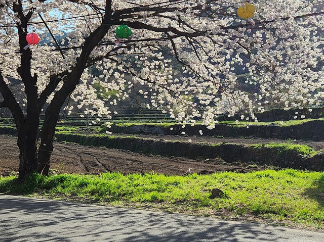 「河東十里櫻花路」：櫻花隧道、夜櫻燈光，南韓必去景點