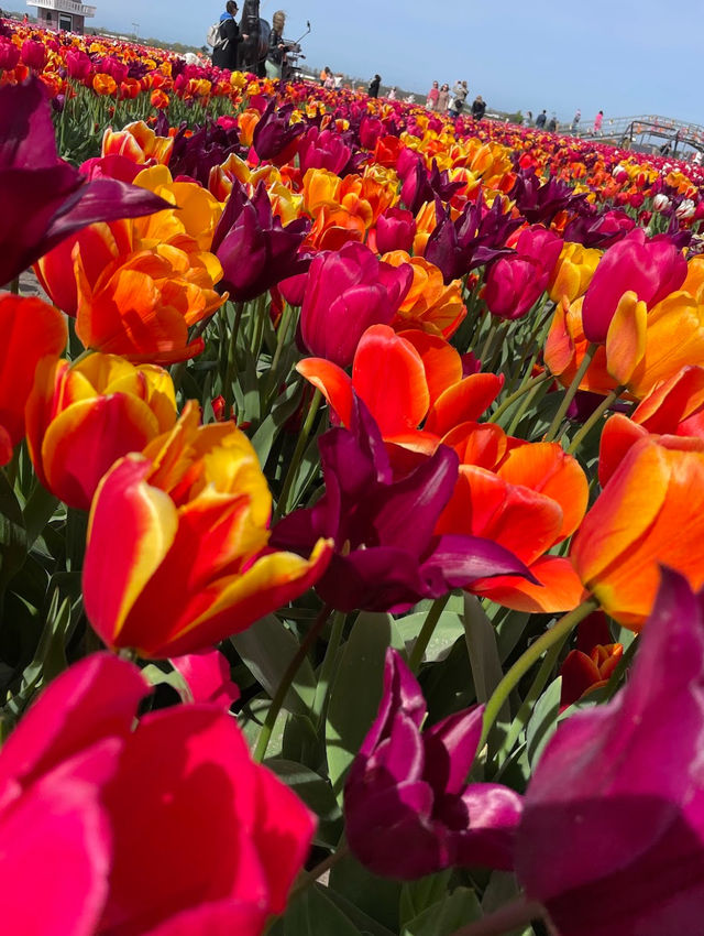 The Tulip Barn