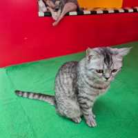 貓癡必去超能貓空間🐱🐈🐈‍⬛