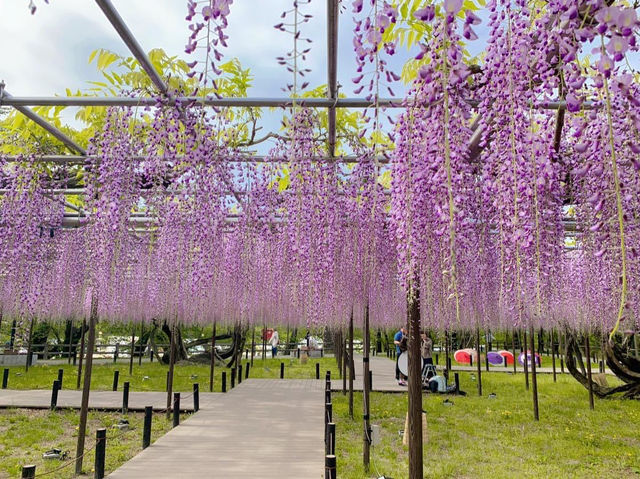 ชมดอกวิสทีเรีย (Wisteria) ใกล้นาโกย่า🪻