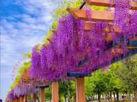 ดอกวิสทีเรีย (Wisteria) ที่เมืองKariya 🌆🎡🪻