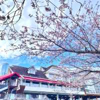 Oncheoncheon Stream Blossoms